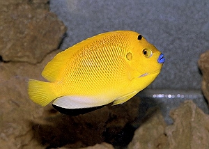 APOLEMICHTHYS TRIMACULATUS